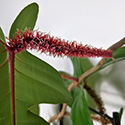 The red hairy stem of the Philodendron squamiferum