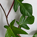 Several leaves growing on the vine of this Philodendron plant