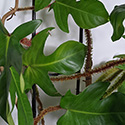 A collection of stems and leaves on a Philodendron squamiferum all growing close together