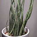 Large kleinia stapeliiformis zoomed in photo to show the sturdy stems