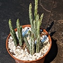 Small Kleinia stapeliiformis plant in a orange planter with white pebbles around the base of the stems