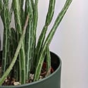 kleinia stapeliiformis in a green container showing a close view of the pickle effect on the stems