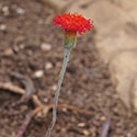 kleinia stapeliiformis in flower, photo taken by Agnieszka Kwiecie�, license: CC-BY 4.0