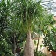A very mature Beaucarnea Recurvata at the Roger Williams Park Botanical Center