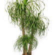 This Ponytail Palm is Multi Stemmed - Photo take by Mike Atkinson