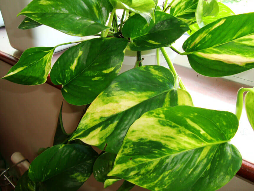 Pothos Scindapsus Devil s Ivy Epipremnum Aureum 