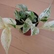 Epipremnum aureus - Pothos Marble Queen has pale marbled leaves