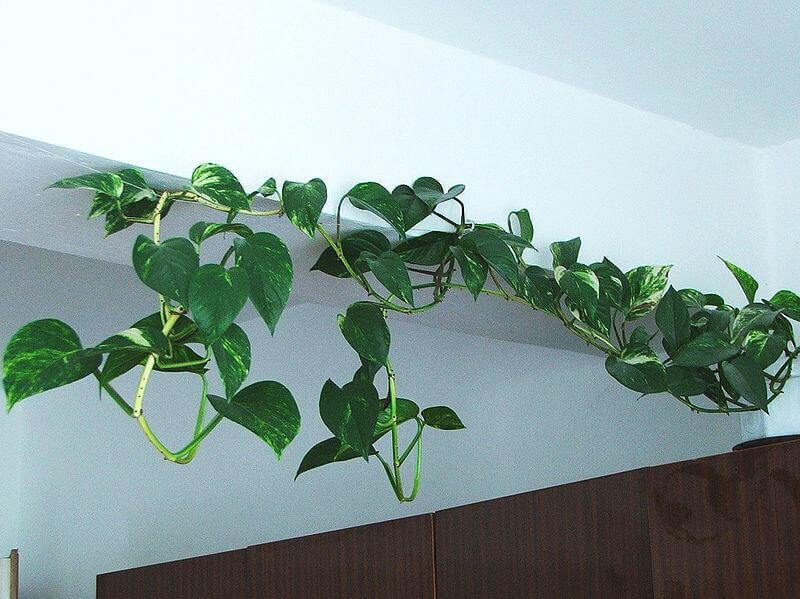 Houseplant Vine