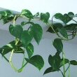 Epipremnum aureus - Pothos Aureum with some support is clinging to the ceiling  of this room