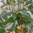 Photo of Pothos N'Joy