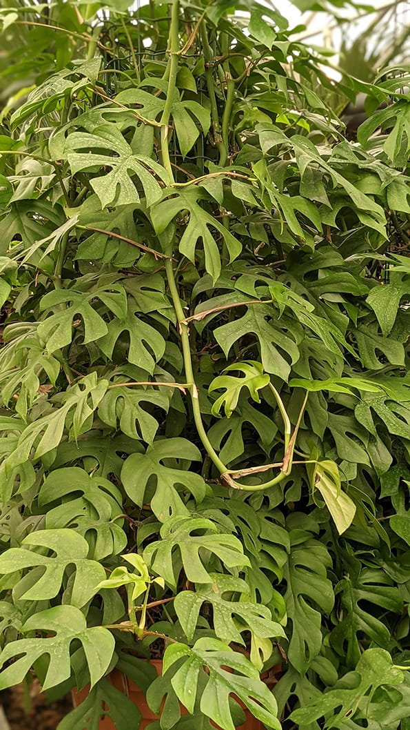 Mature plant with very large leaves