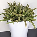A small Mouse Tail Cactus plant in a white pot