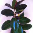 A Ficus elastica growing in a living room corner