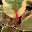 Plain green Rubber Plants are more popular but you can still find ones with attractive variegation
