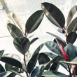 Rubber Plant with red leaf sheath, photo by Madison Inouye