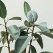 All green Rubber Plant photo by Scott Webb