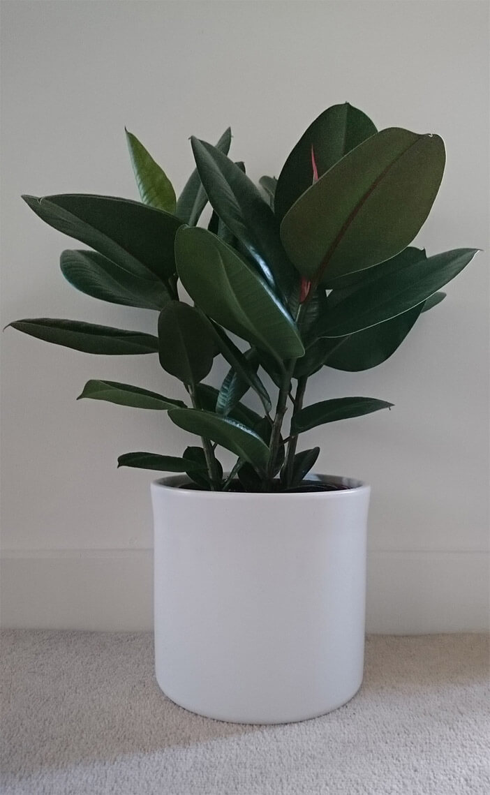 Ficus (Rubber Plant) Guide Our House Plants