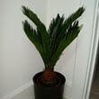 The popular Cycas Revoluta being grown as a houseplant in a round black pot