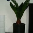 A Sago Palm being grown as an indoor plant in a bedroom next to a bed