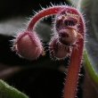 Photo showing a new flower stalk with buds by Bff