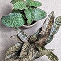 Showing a Silver Blue and Coppertone plant from above