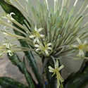 Sansevieria kirkii in flower, photo by Scott Zona