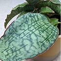 The leaves of the Silver Blue Snake Plant
