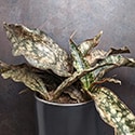 The Snake Plant Coppertone Dracaena pethera var. pulchra