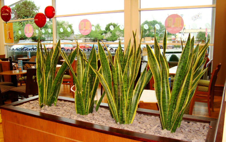 Sansevieria Snake Plant Mother In Law S Tongue Guide Our House Plants,Fried Dumplings