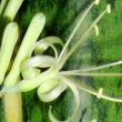 S. trifasciata laurentii (Mother-in-Law's Tongue) in flower