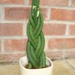 S. cylindrica (Spear Sansevieria) in a six leaf plait