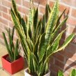 Snake plant / Mother-in-Law's Tongue (Sansevieria trifasciata / laurentii