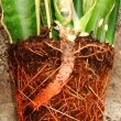 A Sansevieria out of its pot showing roots and a rhizome, you can clearly see how the rhizome has produced a matured leaf