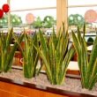 Mother in law tongue plants can be grouped together in a line to create a living fence or divider as seen in this Costa Coffee