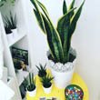 You can now buy a large variety of Snake Plants to grow in your home and they all produce oxygen during the night and improve air quality