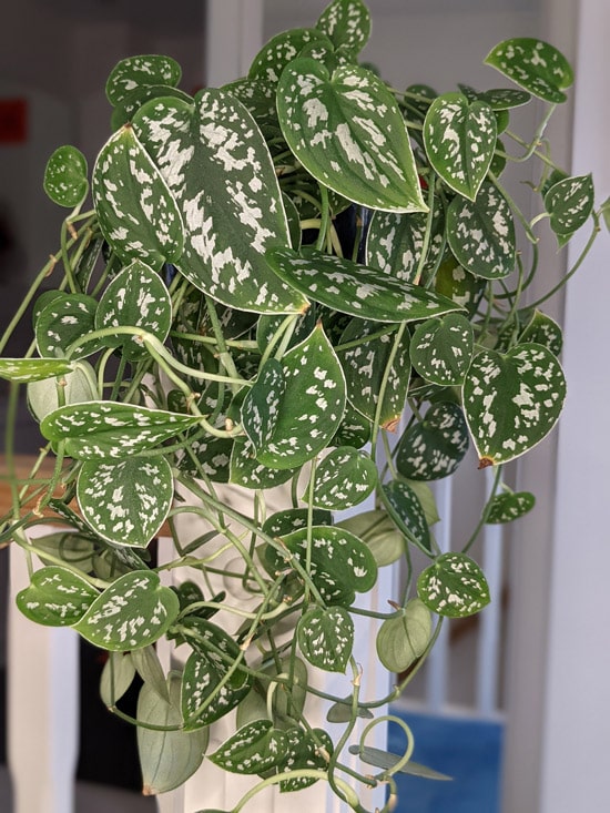 Scindapsus pictus (Satin Pothos): Care Tips Problem Guide OurHouseplants