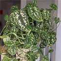 Plant being grown in a low light hallway