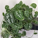 Scindapsus pictus plant