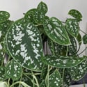 Different veiw of the same Scindapsus pictus plant