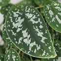 Photo showing the leaf markings