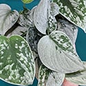 'Exotica' also known as 'Trebie'