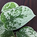 The Silvery Ann Pothos
