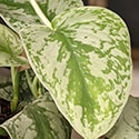 This cultivar can be very variable and can have more unpredictable markings
