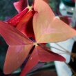 There are three leaves on each Shamrock stem and they are triangular