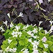 A Purple and all Green Shamrock side by side