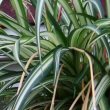 Spider Plant / Chlorophytum Comosum "Vittatum"