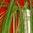 Spider Plant / Chlorophytum Comosum in a bathroom
