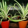 Spider Plant (Chlorophytum comosum)