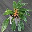 Not a true Spider Plant, but Chlorophytum Orchidastrum 'green orange' is often known as one.