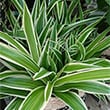 Chlorophytum comosum variegatum
